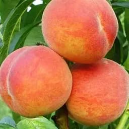 Саджанець Agro-Market Персик Ред Хевен (літній сорт, середній термін дозрівання) (17585) 1 шт. в упаковці