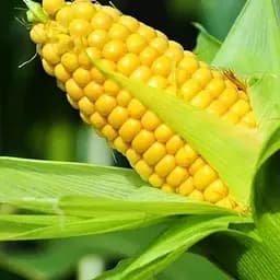 Кукуруза Весна Суперсладкая (в банке) 100г (52433)