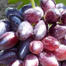 Саджанець Agro-Market Виноград Казанова (найранніший, солодкий, вага грона до 2000 г) 1 шт. в пакуванні (61660)