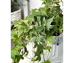 Саджанець Agro-Market Плющ ряболистий Mathilde контейнер Р9 (176888) 1 шт. в упаковці