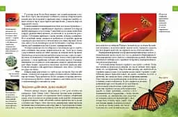 Енциклопедія для допитливих А5 : Тварини - майстри маскування (Українська ) - мініатюра 4