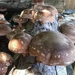 Міцелій на дубових брусочках "Шиитаке RL-7" 10шт (45303)