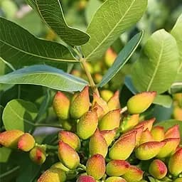 Саджанець Agro-Market Фісташка Альбіна (середній термін дозрівання) (25710)