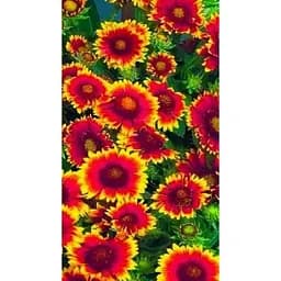 Гайлардія "Арізона Сан" (Зіпер) Весна 0.5г (71887)