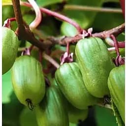 Саджанець Agro-Market Актинідія Коломікта (міні-ківі, морозостійкий сорт, пізній термін дозрівання) 1 саджанець (44814)