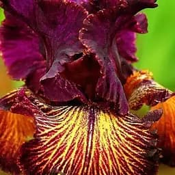 Ирис бородатый крупноцветковый "Drama Queen" (181082) 1 шт