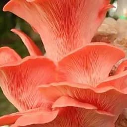 Сухий зерновий міцелій "Глива рожева" 100г (45558)