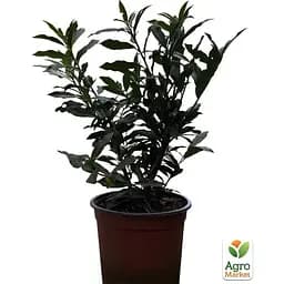 Лавровишня декоративна Agro-Market Otto Supreme вазон С4 (185105) 1 саджанець в упаковці Нідерланди