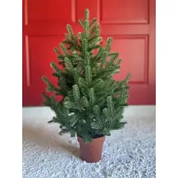 Елка Hvoya Traditional литая в горшке 70 см зеленая новинка