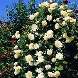 Троянда англійська Agro-Market плетиста Перпешуалі Йорс саджанець класу АА+ вищий сорт 1 шт. в упаковці (23990)