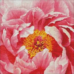 Алмазная мозаика Красочный пион Идейка AMO7273 40х40 см