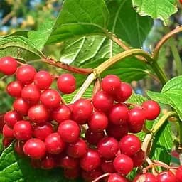 Саджанець Agro-Market Калина червона Свобода (Freedom) ранній термін дозрівання) 103433) 1 1 шт. в пакуванні (103433)