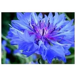 Василек махровая смесь Весна 2г (13263)