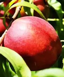 Саджанець Agro-Market Нектарин Сан Глоу (лисий персик, літній сорт, середній термін дозрівання) 1 шт. в упаковці (37421)