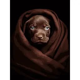 Картина за номерами Strateg Песик у пледі на чорному фоні 30х40 см (FH-26)