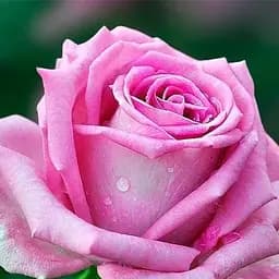 Троянда чайно-гібридна Agro-Market Аква Aqua саджанець класу АА+ вищий сорт 1 шт. в упаковці (15996)