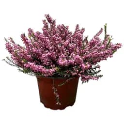 Еріка квітуча 2-річна Darly Dale вазон С2 (185102) 1 саджанець в упаковці Нидерланды