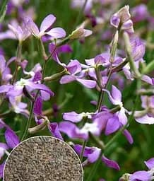 Насіння Весна Матіола Нічна фіалка, на вагу, ціна за 8 г (13288)