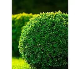 Саджанець Agro-Market Самшит блискучий темно-зелений Крістофф (Kristoff) 3-х річний (50121) 1 шт. в упаковці