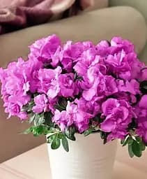 Саженец Agro-Market Рододендрон комнатный Flamenco (176796) 1 шт. в упаковке (комнатный) Нидерланды