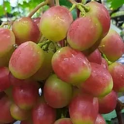 Саженец Agro-Market Виноград Купидон (надранный, двухполый, суперурожайный крупный виноград) 1 шт. в упаковке (182148)