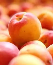 Саджанець Agro-Market Абрикос Кіото (літній сорт, середній термін дозрівання) (39860) 1 шт. в упаковці - мініатюра 3
