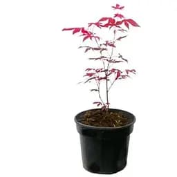 Саджанець Agro-Market Клен 3-х річний віяловий пальмолистний Атропурпуреум (Acer palmatum 'Atropurpureum ) С2 висота 40-70 см 1 шт. в упаковці (61512)