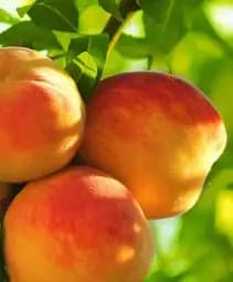 Саджанець Agro-Market Персик Кардинал (літній сорт, ранній термін дозрівання) 1 шт. в упаковці (15915)