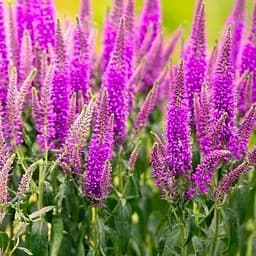 Вероніка колосиста "First Match" (188398) 1 саженец