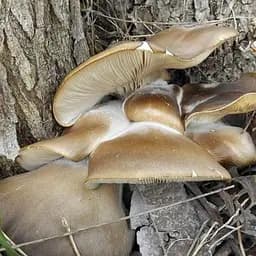 Сухий зерновий міцелій "Глива морське вушко" 100г (45556)