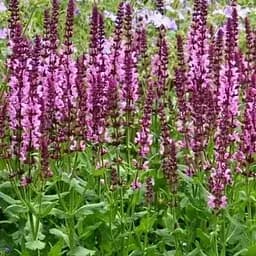 Шавлія Дубравна Sensation "Medium Pink" (188218) 1 саженец