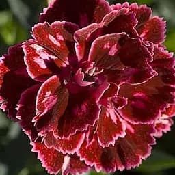 Гвоздика Махрова "Super Trouper Diwali" (188617) 1 саженец