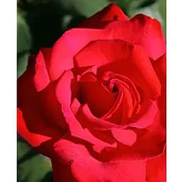 Роза в контейнере чайно-гибридная "Grande Amore" (садник класса АА+) (185750) 1 саженец