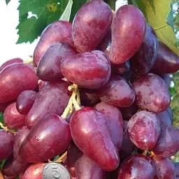 Саджанець Agro-Market Виноград Дубовський Рожевий (величезне гроно 1000-1500 гр, гігантська ягода) (50839) 1 шт. в пакуванні