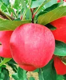 Саджанець Agro-Market Яблуня Апачі (літній сорт) 1 шт. в упаковці (39850)