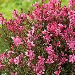 Гаура Ліндхеймера "Baby Butterfly" (ефектний багаторічник) (189483) 1 саженец