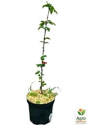 Черешня жовта Agro-Market "Дрогана жовта" укорінена в контейнері (саджанець 2 роки) (153202) 1 саджанець в упаковці - мініатюра 3
