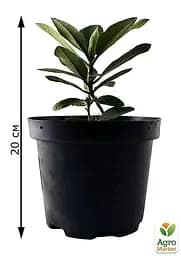 Саджанець Agro-Market Рододендрон білий Калсап (Calsap) (25714) - мініатюра 2