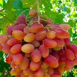 Саженец Agro-Market Виноград Легенда (ранний срок созревания) 1 шт. в упаковке (24079)