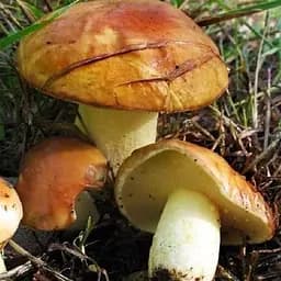 Сухий зерновий міцелій "Маслюк зернистий" 100г (45581)