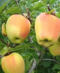 Саджанець Agro-Market Яблуня Golden Parsi da Rosa (зимовий сорт, середній термін дозрівання) 1 шт. в упаковці (101585)