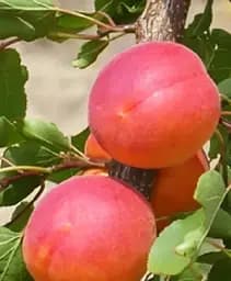 Саженец Agro-Market Абрикос Самурай (великоплодный, ранний срок созревания) 1 шт. в упаковке (156840)