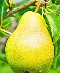 Саджанець Agro-Market Груша Християнка (зимовий сорт, пізній термін дозрівання) 1 шт. в упаковці (178399)