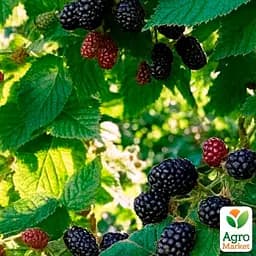 Ежевика Agro-Market "Arapaho" (высокоурожайный сорт, ранний срок созревания) (187558) 1 саженец в упаковке