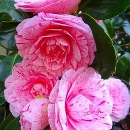 Камелия японская "William Bartlett" (181742) 1 саженец