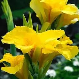 Канна "Yellow King Humbert" (184674) 1 шт