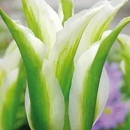 Тюльпан "Spring Green" 3 шт (47624)