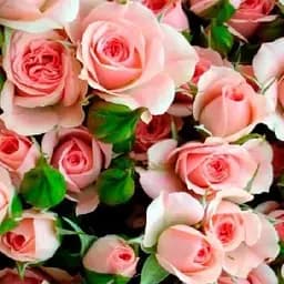 Троянда дрібноквіткова (спрей) Agro-Market Аріадна Ariadne ніжного кремова преміальний невибагливий сорт 1 шт. в упаковці (48952)