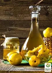 Саджанець Agro-Market Айва яблуневидна Кодрянка (осінній сорт, ранній термін дозрівання) 1 шт. в упаковці (20945) - мініатюра 4