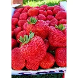 Саджанець Agro-Market Полуниця Портола (Portola) 5шт (ремонтантний високоврожайний сорт, ранній термін дозрівання) (37282)